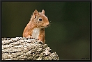 Eekhoorn, Red Squirrel, Sciurus vulgaris Location: Hof van Twente, the Netherlands eekhoorn MG 6074 kopie